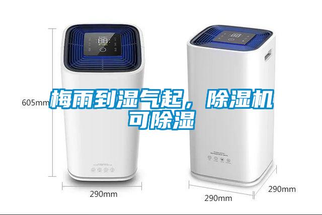 梅雨到濕氣起，除濕機可除濕