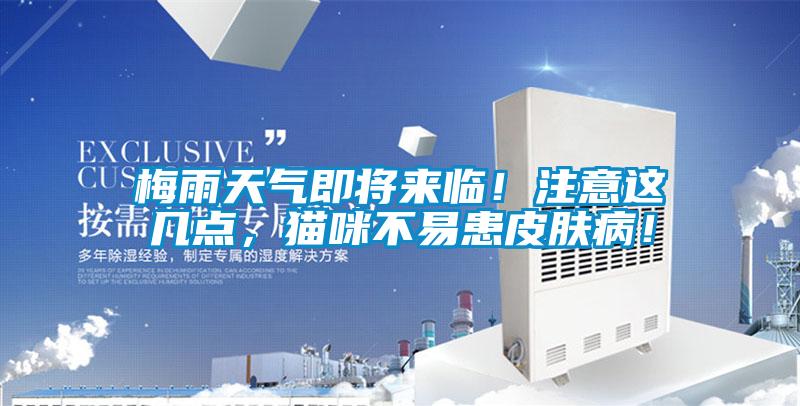 梅雨天氣即將來臨！注意這幾點，貓咪不易患皮膚病！