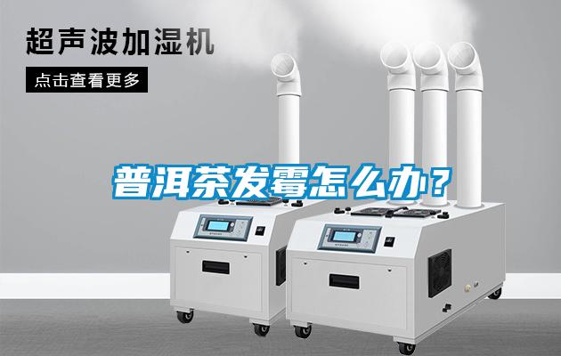 普洱茶發霉怎么辦？